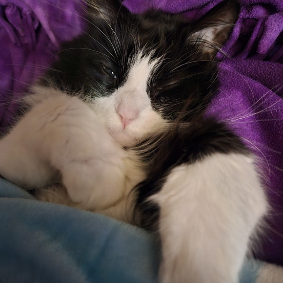 He sleeps like people🤭 - Picture 11 of 11